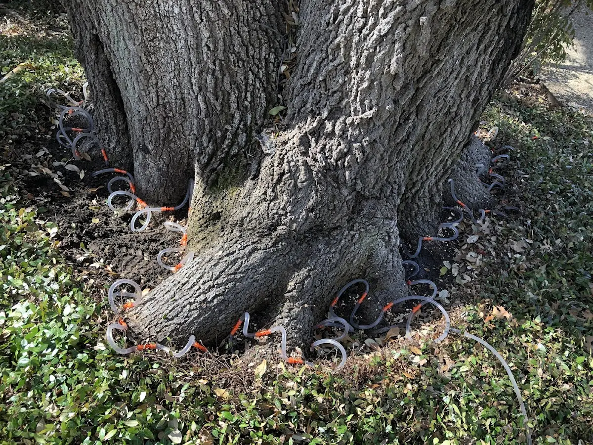 Detailed Tree Cabling and Bracing job site in Charlestown