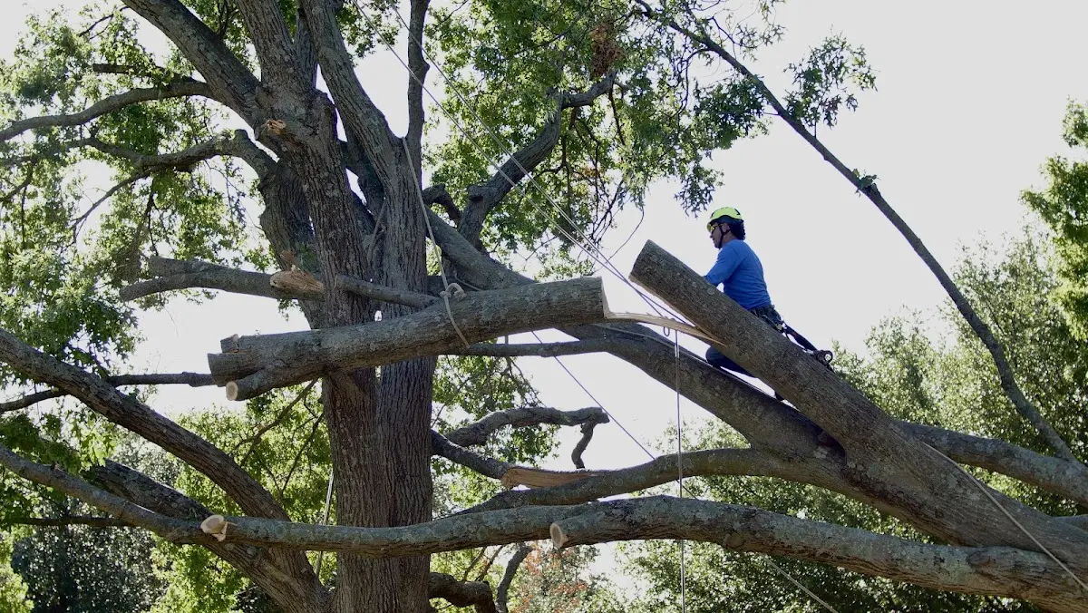 Professional Hazardous Tree Removal performed by certified arborists in Charlestown