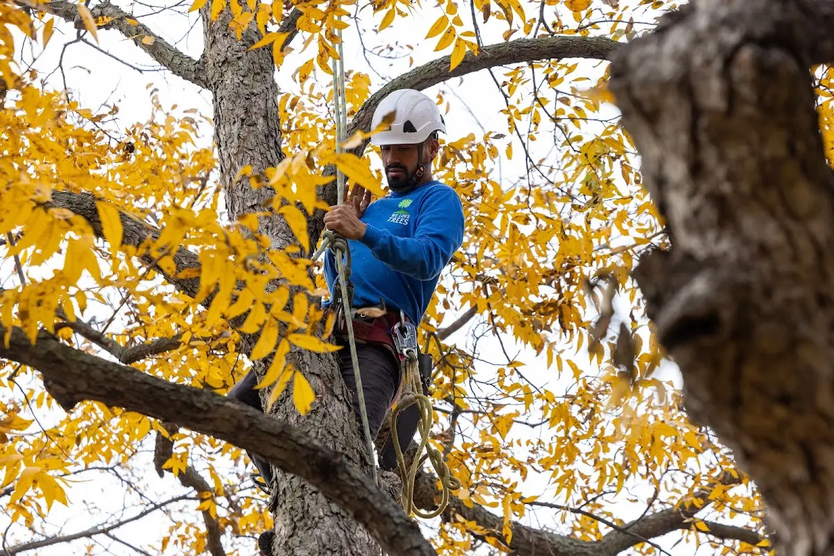 Skilled Tree Pruning crew working in Charlestown
